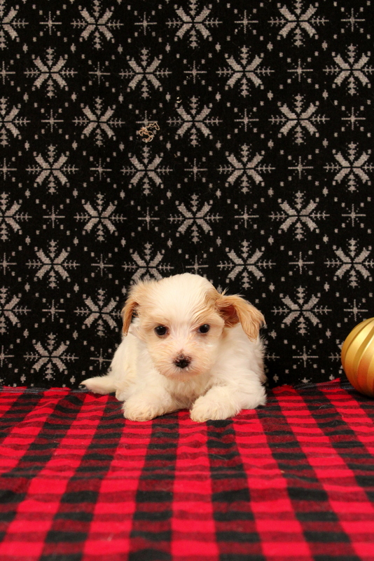 puppy, for, sale, Maltipoo, Matthew B. Stoltzfus, dog, breeder, Gap, PA, dog-breeder, puppy-for-sale, forsale, nearby, find, puppyfind, locator, puppylocator, aca